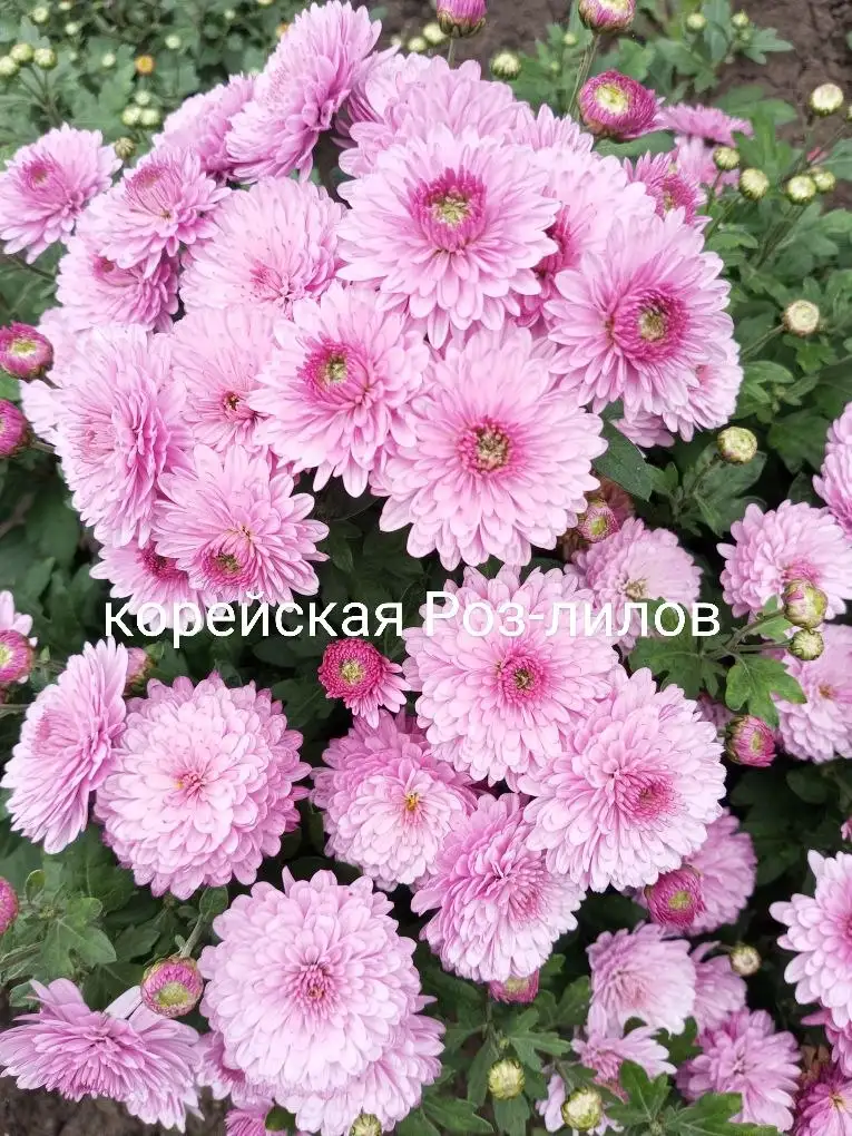 Хризантема корейская в стаканчике 100 мл - Растения (Хобби и отдых) в Уфа