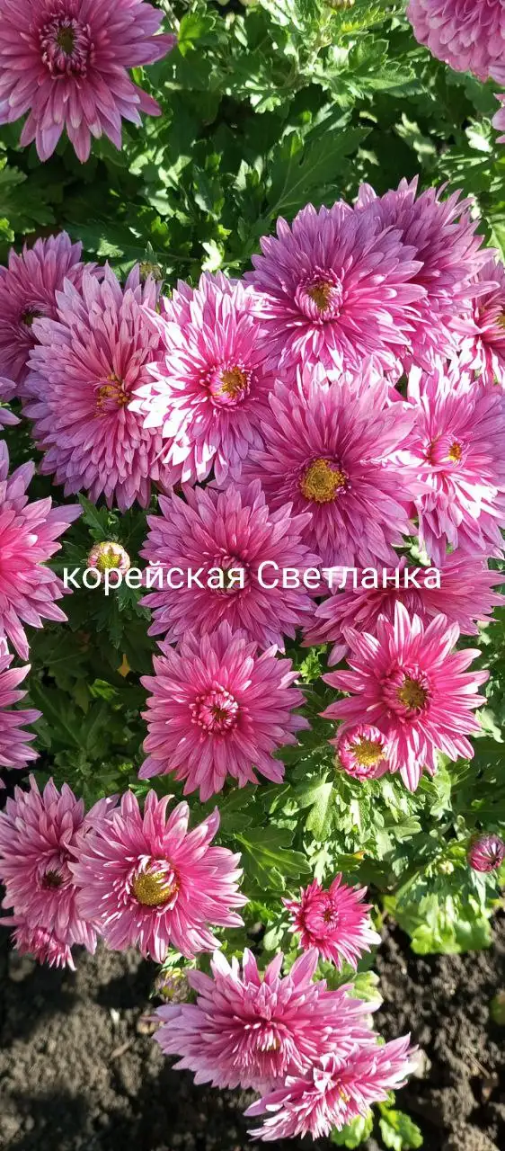 Хризантема корейская в стаканчике 100 мл - Растения (Хобби и отдых) в Уфа