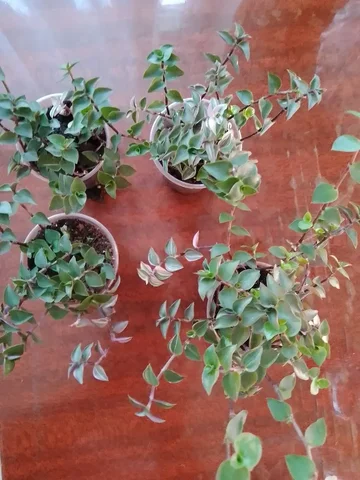 Растение Коллизия Бьянка - Туризм и отдых на природе в Уфа