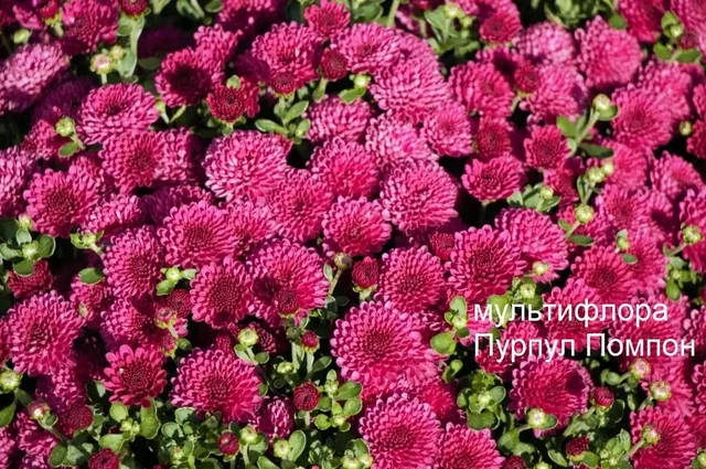 Саженцы хризантем - Туризм и отдых на природе в Уфа