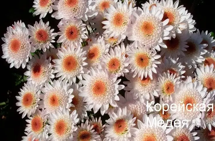 Саженцы хризантем - Растения (Хобби и отдых) в Уфа