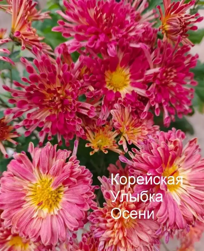 Саженцы хризантем - Растения (Хобби и отдых) в Уфа
