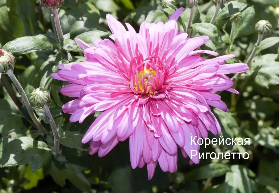 Саженцы хризантем - Растения (Хобби и отдых) в Уфа