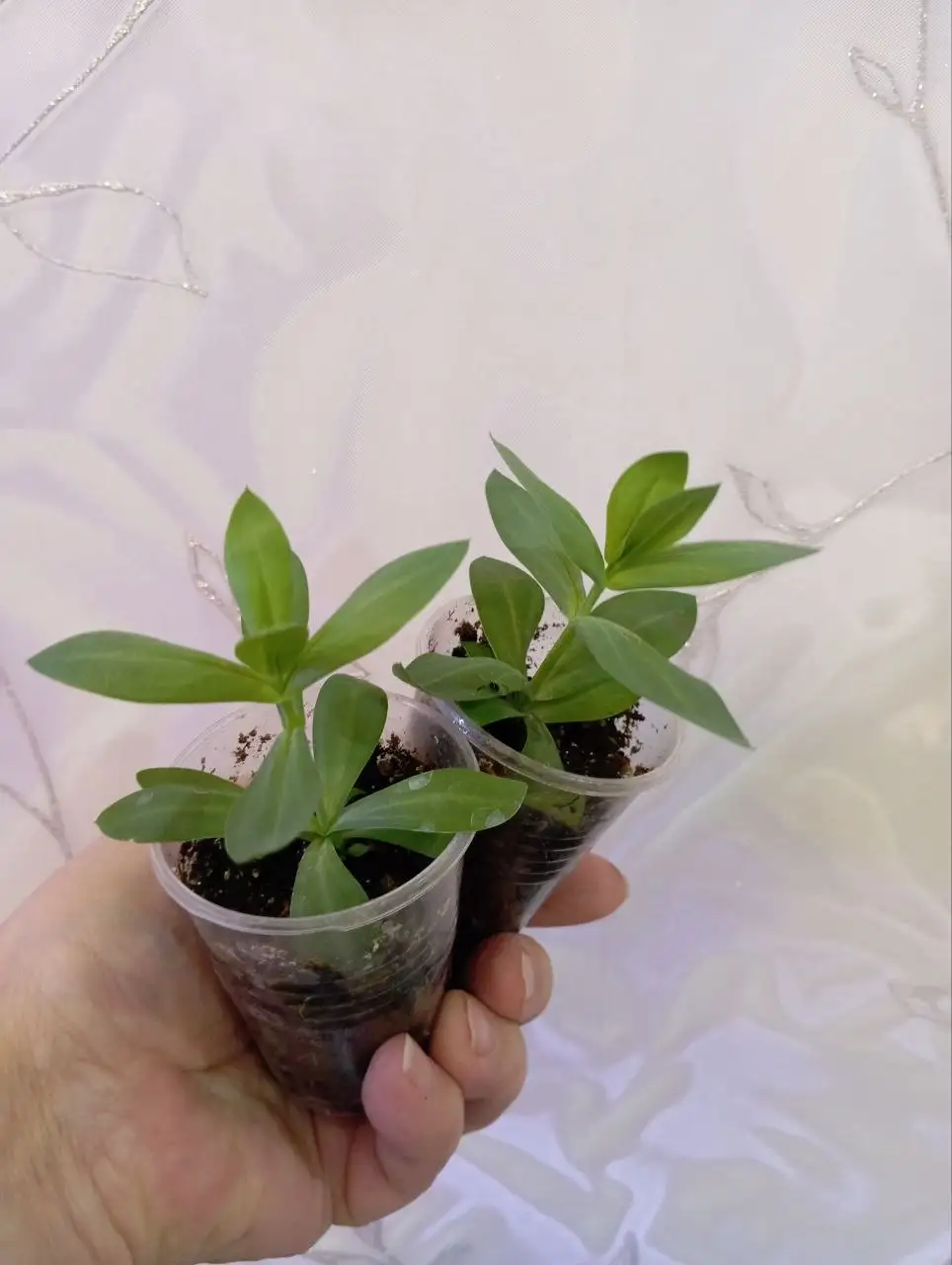 Продажа бегоний и рассады эустомы - Растения (Хобби и отдых) в Уфа