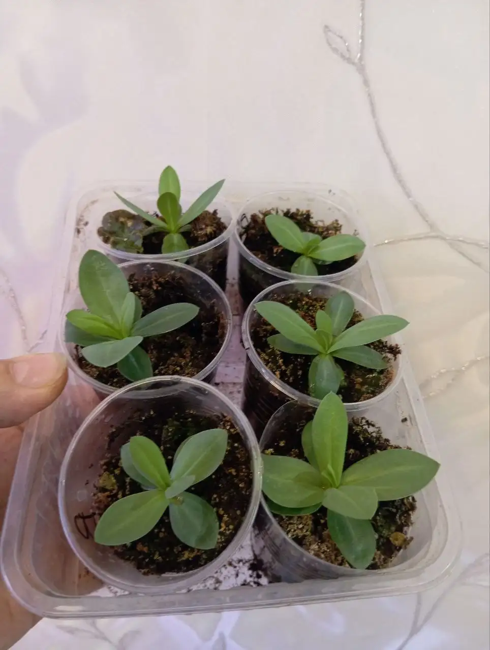 Продажа бегоний и рассады эустомы - Растения (Хобби и отдых) в Уфа