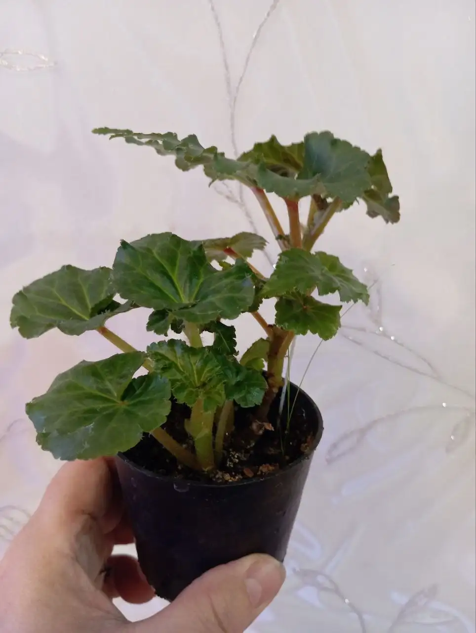 Продажа бегоний и рассады эустомы - Растения (Хобби и отдых) в Уфа