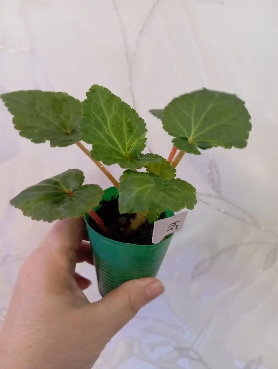 Продажа бегоний и рассады эустомы - Растения (Хобби и отдых) в Уфа