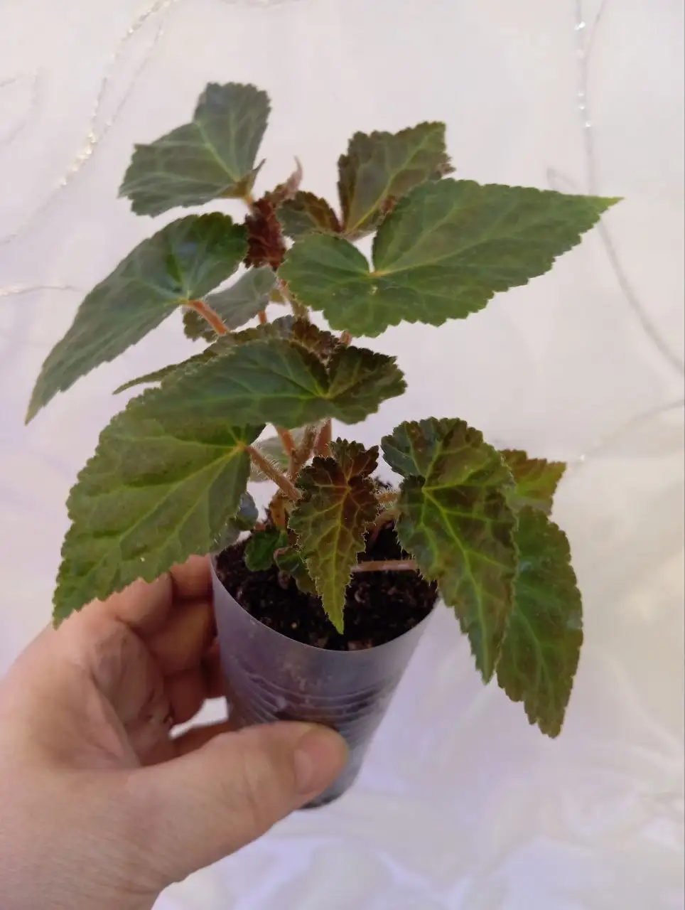 Продажа бегоний и рассады эустомы - Растения (Хобби и отдых) в Уфа