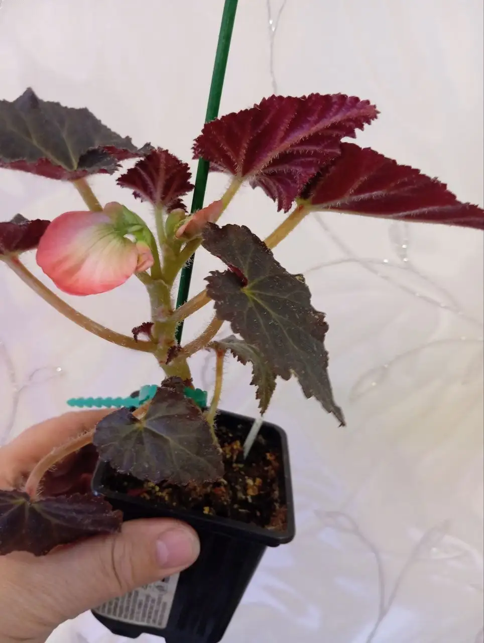 Продажа бегоний и рассады эустомы - Растения (Хобби и отдых) в Уфа