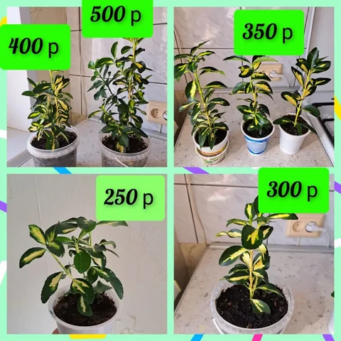 Продажа японского бересклета в Уфе - частное объявление в Уфа