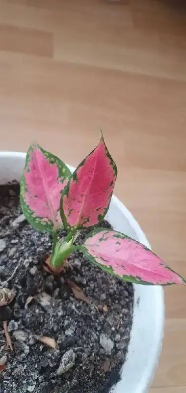 Растения для дачи в Уфе - Растения (Хобби и отдых) в Уфа