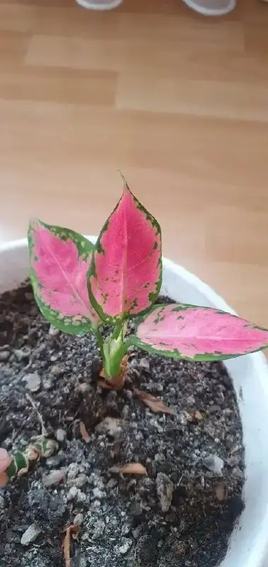 Растения для дачи в Уфе - Растения (Хобби и отдых) в Уфа