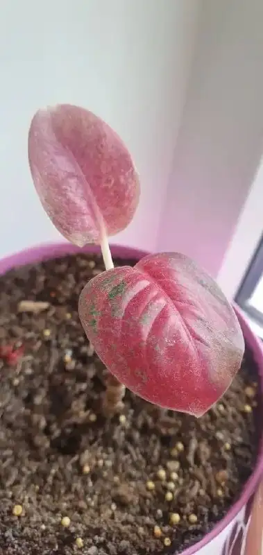 Растения для дачи в Уфе - Растения (Хобби и отдых) в Уфа