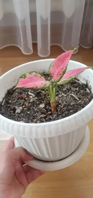 Растения для дачи в Уфе - Растения (Хобби и отдых) в Уфа