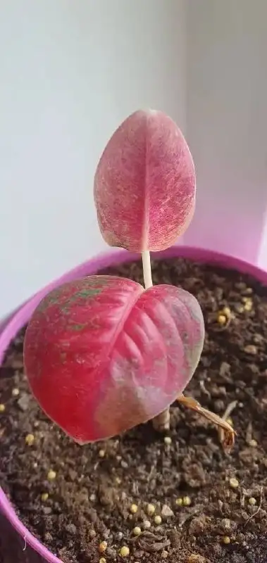 Растения для дачи в Уфе - Растения (Хобби и отдых) в Уфа