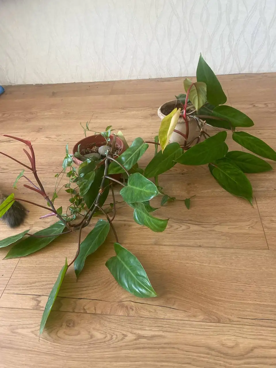 Филодендрон Медуза - Растения (Хобби и отдых) в Уфа