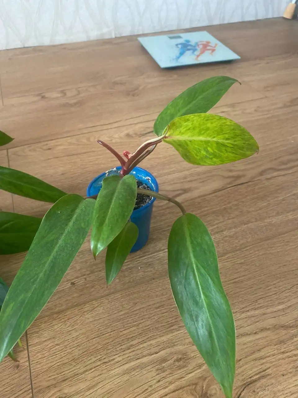 Филодендрон Медуза - Растения (Хобби и отдых) в Уфа