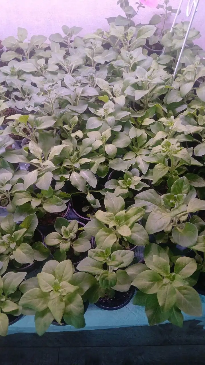 Каскадно-ампельные петунии - Растения (Хобби и отдых) в Уфа