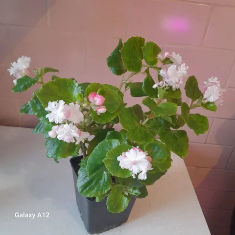 Бегонии вечноцветущие - Туризм и отдых на природе в Уфа