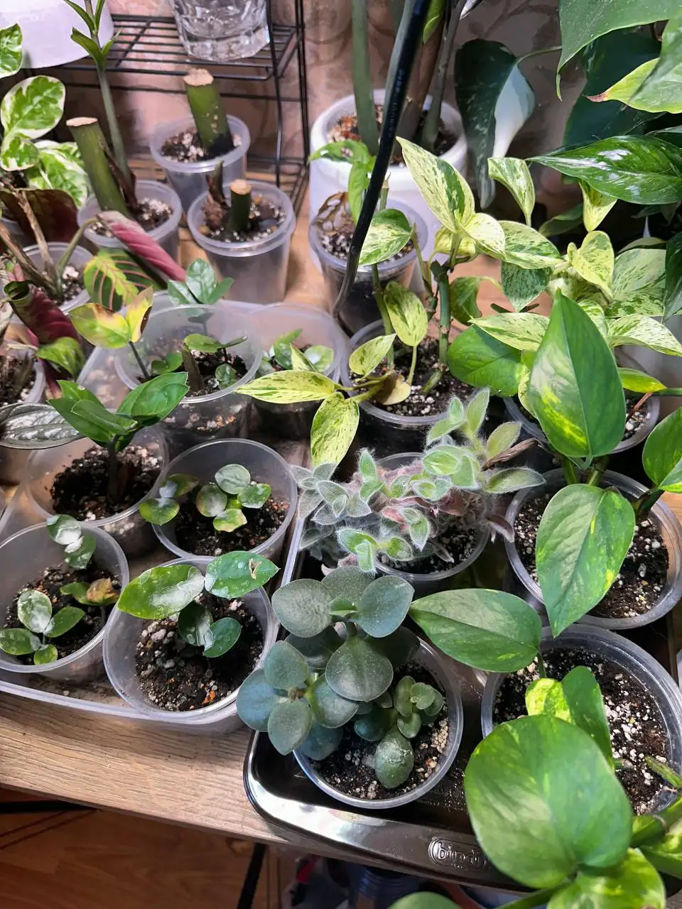 Продажа комнатных растений в Уфе - Комнатные растения (Хобби и отдых) в Уфа