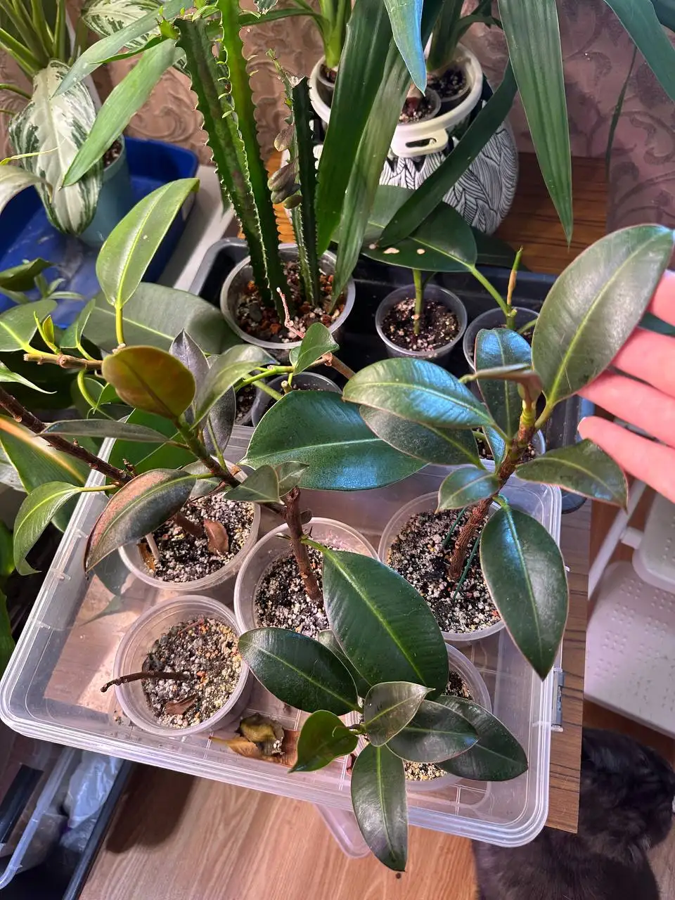 Продажа комнатных растений в Уфе - Комнатные растения (Хобби и отдых) в Уфа