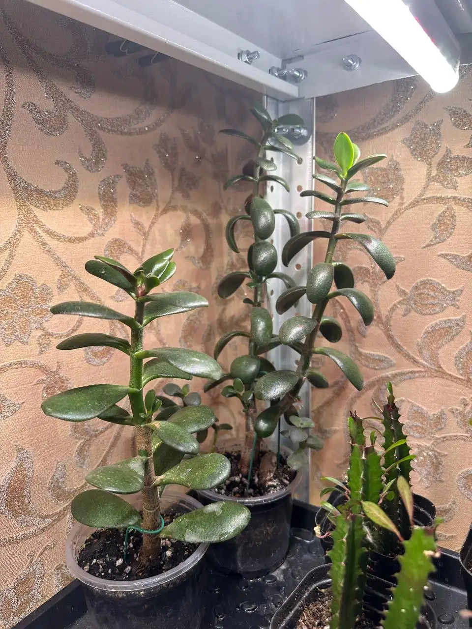 Продажа комнатных растений в Уфе - Комнатные растения (Хобби и отдых) в Уфа