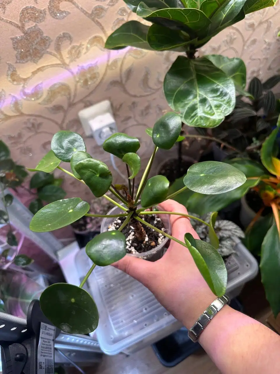 Продажа комнатных растений в Уфе - Комнатные растения (Хобби и отдых) в Уфа