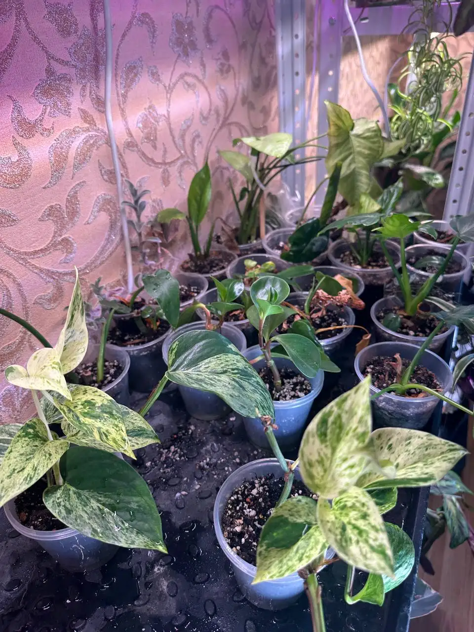 Продажа комнатных растений в Уфе - Комнатные растения (Хобби и отдых) в Уфа