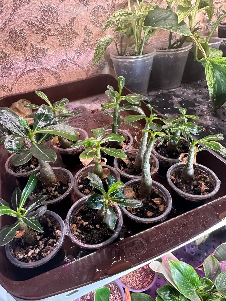 Продажа комнатных растений в Уфе - Комнатные растения (Хобби и отдых) в Уфа