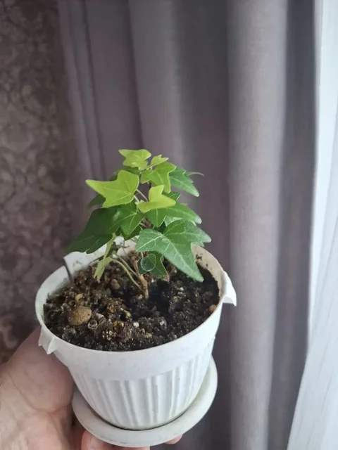 Продажа плющиков в Уфе - Туризм и отдых на природе в Уфа