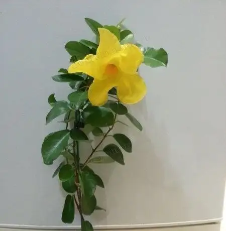Мандевила (дипладения) желтая детка в Ярком - Растения (Хобби и отдых) в Уфа
