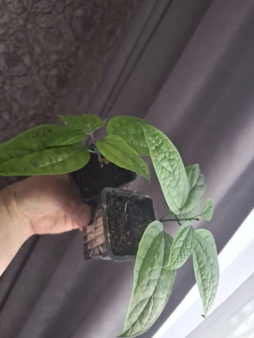 Детка клеродендрум Томпсона в Ярком - Растения (Хобби и отдых) в Яркий