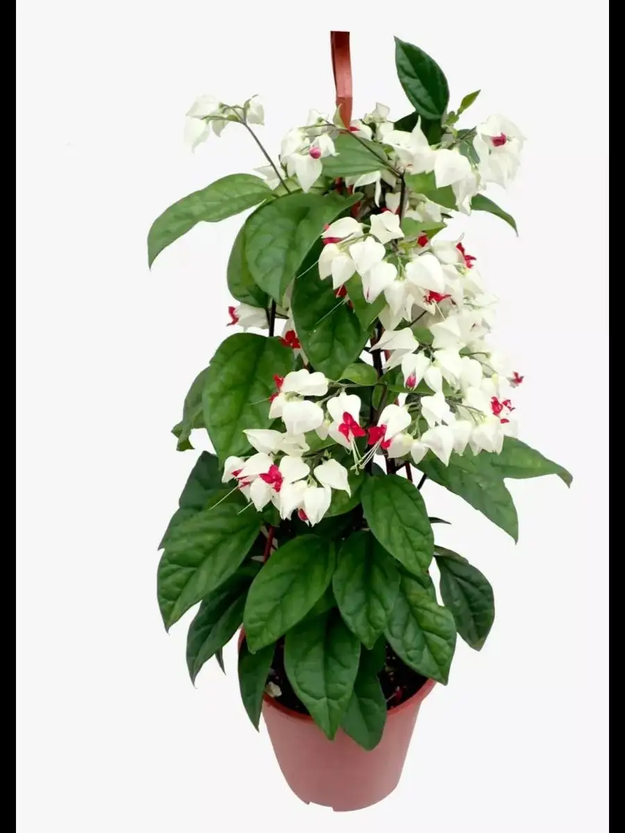 Детка клеродендрум Томпсона в Ярком - Растения (Хобби и отдых) в Яркий