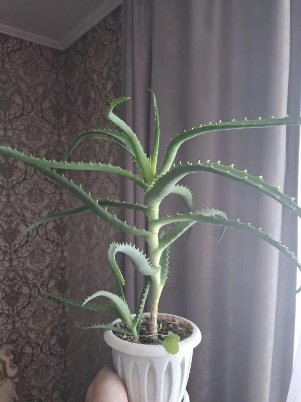 Алоэ для дома в Ярком - Растения (Для дома и дачи) в Уфа