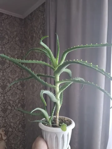 Алоэ для дома в Ярком - частное объявление в Уфа