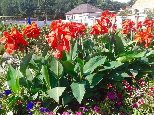 Продажа рассады Канны - Упаковка в Уфа