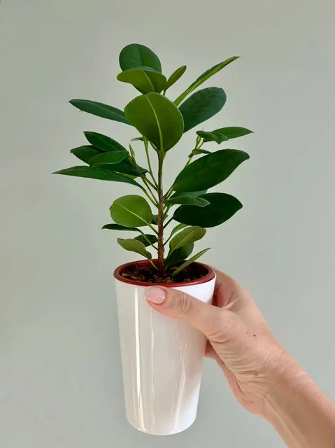 Фикус Мокламе в пластиковом горшке на фитиле - Туризм и отдых на природе в Уфа