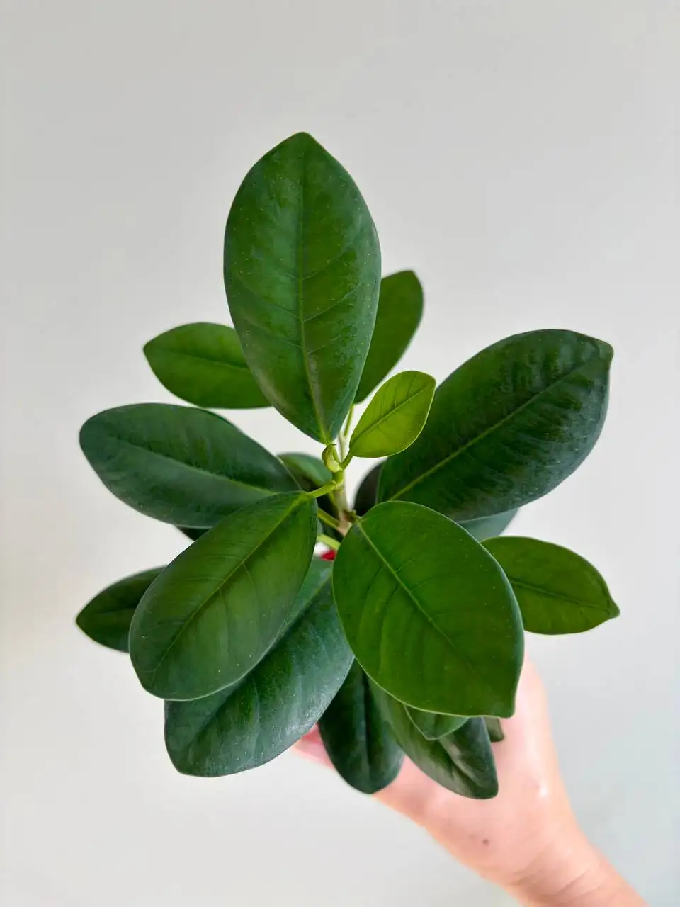 Фикус Мокламе в пластиковом горшке на фитиле - Растения (Хобби и отдых) в Уфа