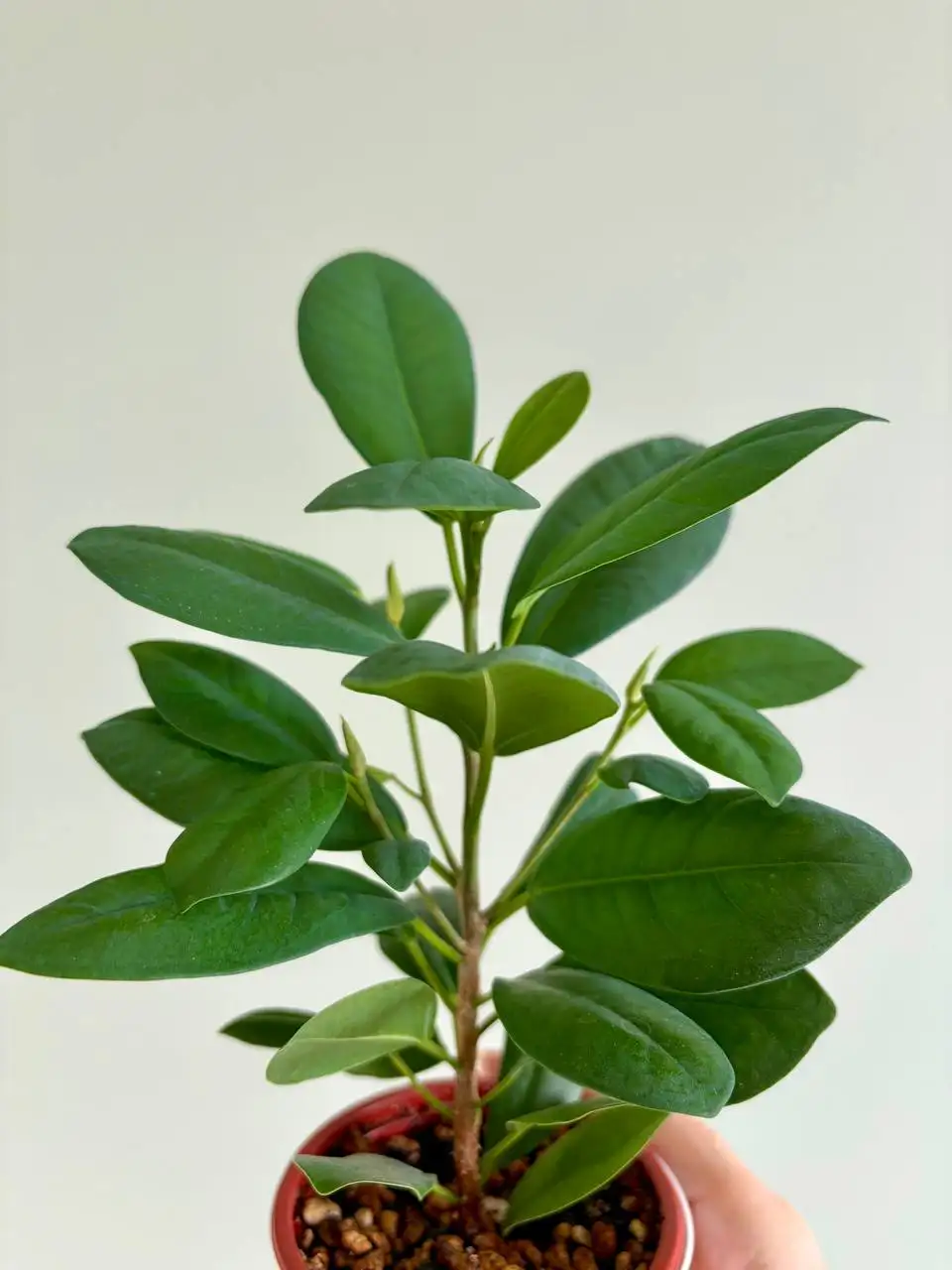 Фикус Мокламе в пластиковом горшке на фитиле - Растения (Хобби и отдых) в Уфа