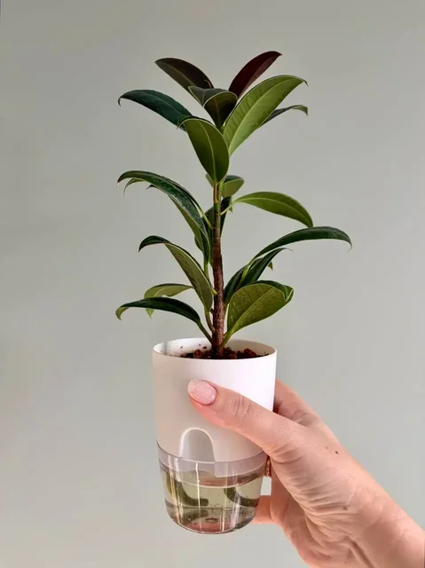 Фикус Мелани в пластиковом горшке на фитиле 0,3 л - Туризм и отдых на природе в Уфа