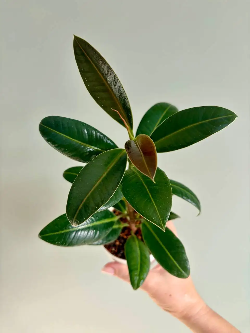 Фикус Мелани в пластиковом горшке на фитиле 0,3 л - Растения (Хобби и отдых) в Уфа