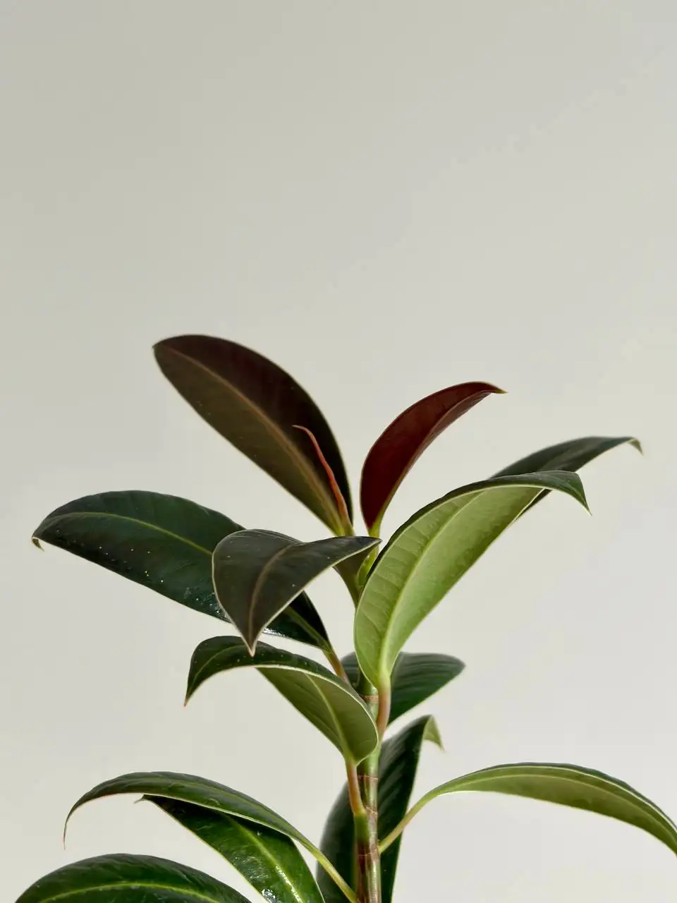 Фикус Мелани в пластиковом горшке на фитиле 0,3 л - Растения (Хобби и отдых) в Уфа