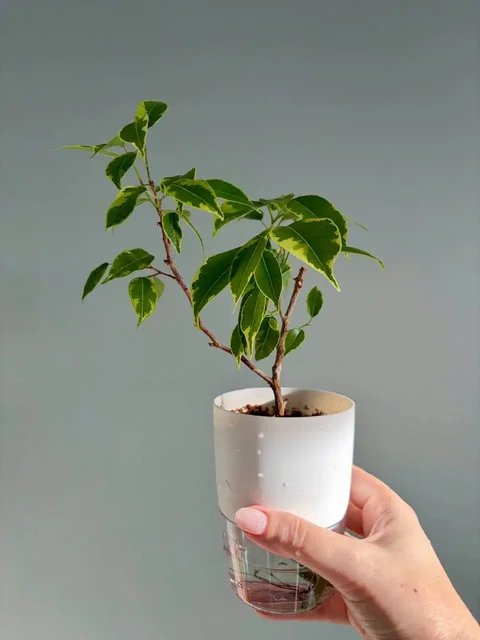 Фикус Бенджамина пестролистный в горшке - Туризм и отдых на природе в Уфа