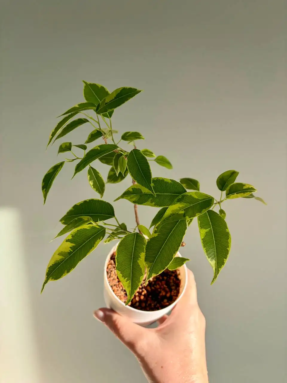 Фикус Бенджамина пестролистный в горшке - Растения (Хобби и отдых) в Уфа