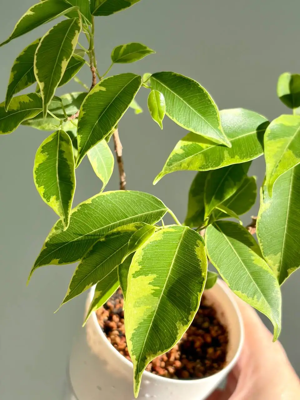 Фикус Бенджамина пестролистный в горшке - Растения (Хобби и отдых) в Уфа