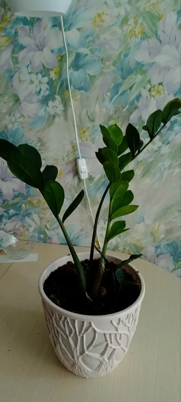 Замиокулькас на Бакалинской - Растения (Хобби и отдых) в Уфа