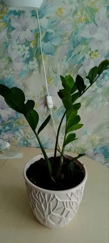 Замиокулькас на Бакалинской - Туризм и отдых на природе в Уфа