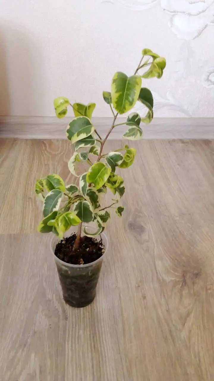 Фикус Ирен в Уфе - Растения (Хобби и отдых) в Уфа