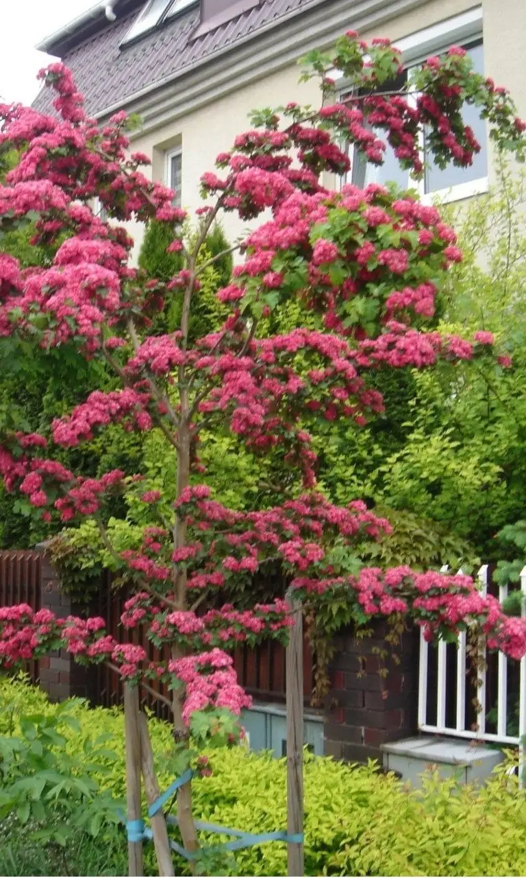 Саженец боярышника пауль скарлет - Растения (Хобби и отдых) в Уфа