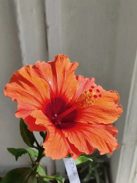 Продажа сортовых гибискусов в Уфе - частное объявление в Уфа